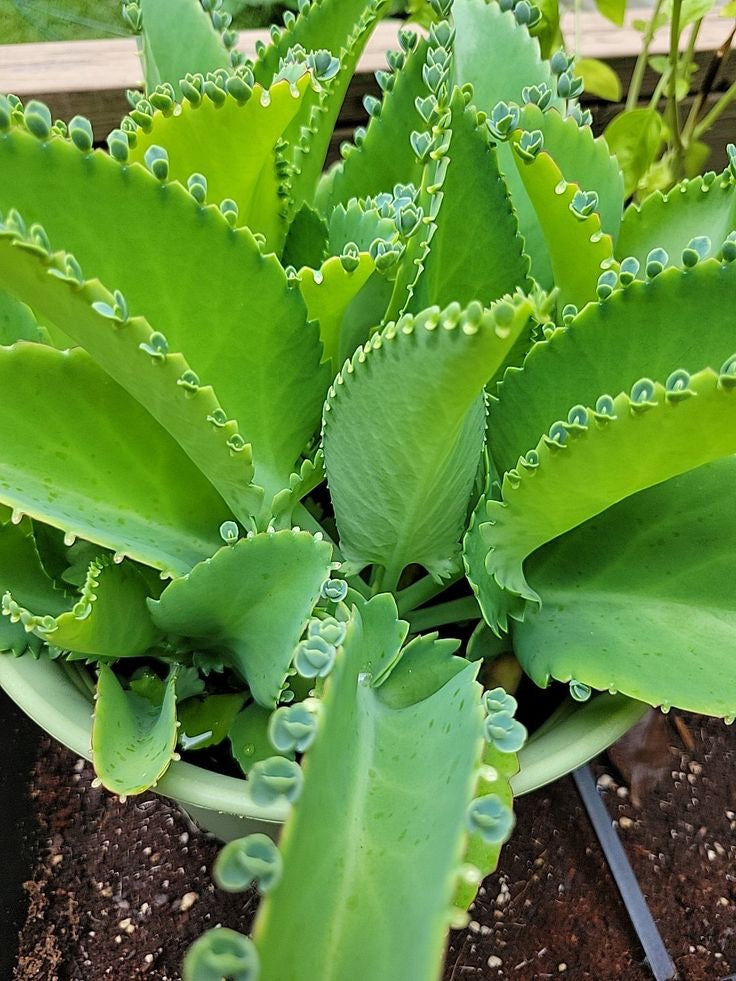 Kalanchoe plant - botanical ingredient in Hestia Ma'at Men's Body Soap